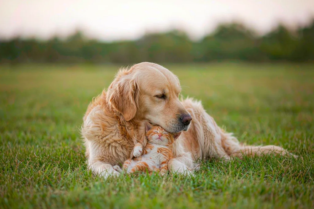 Golden retriever cuddling a rescued orange kitten in a green meadow
